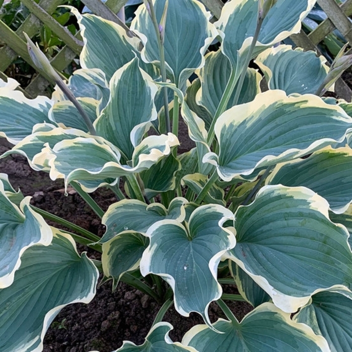 Hope Springs Eternal Hosta - Hosta 'Hope Springs Eternal' from E.C. Brown's Nursery Hope Springs Eternal Hosta - Hosta 'Hope Springs Eternal' from E.C. Brown's Nursery
