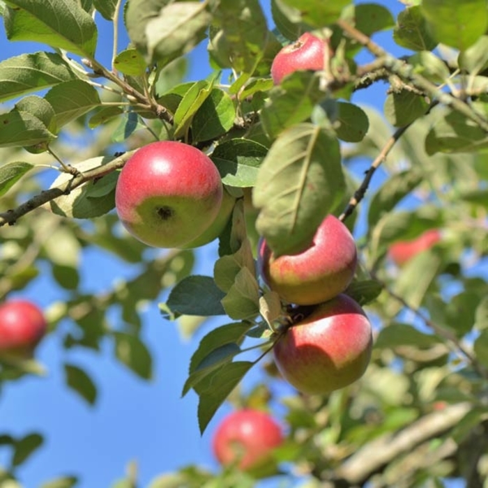 Snow Famuse Apple - Apple 'Snow Famuse' from E.C. Brown's Nursery Snow Famuse Apple - Apple 'Snow Famuse' from E.C. Brown's Nursery