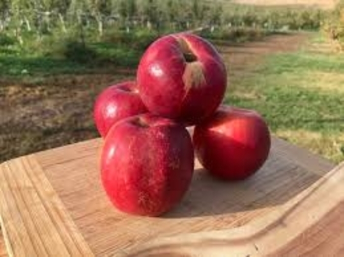 'Jonathan' Apple - Malus domestica from E.C. Brown's Nursery 'Jonathan' Apple - Malus domestica from E.C. Brown's Nursery