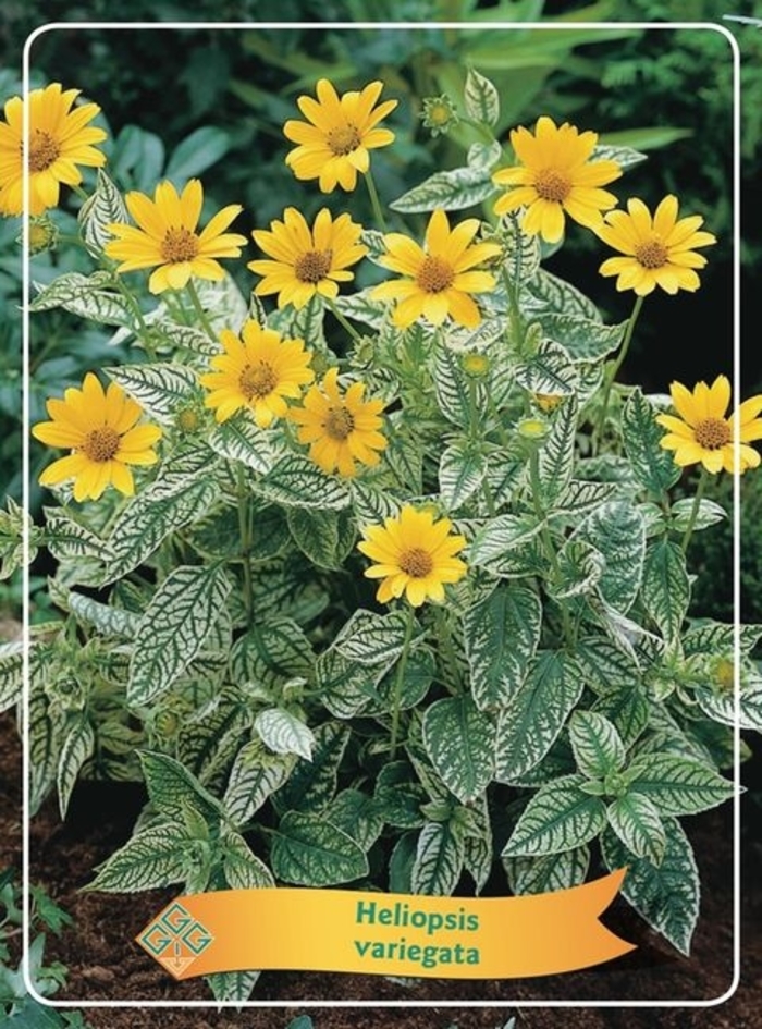 Oriole Variegated Sunflower - Heliopsis helianthoides 'Oriole' from E.C. Brown's Nursery