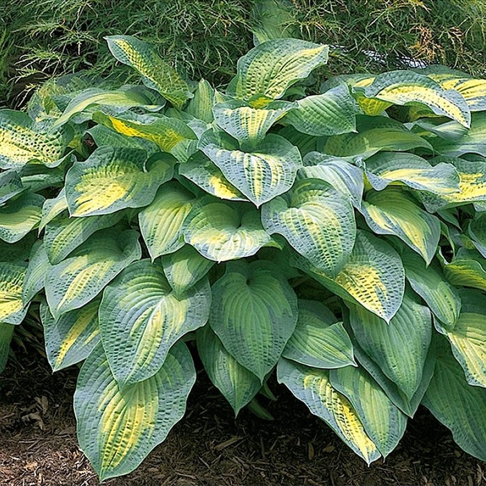 Pauls Glory Hosta - Hosta x 'Pauls' Glory' from E.C. Brown's Nursery Pauls Glory Hosta - Hosta x 'Pauls' Glory' from E.C. Brown's Nursery