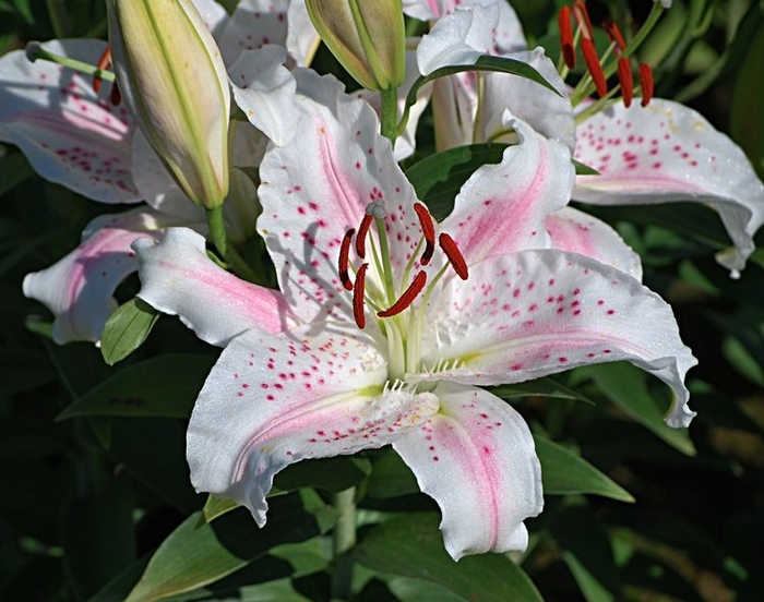 Muscadet Oriental Lily - Lilium orientale 'Muscadet' from E.C. Brown's Nursery Muscadet Oriental Lily - Lilium orientale 'Muscadet' from E.C. Brown's Nursery