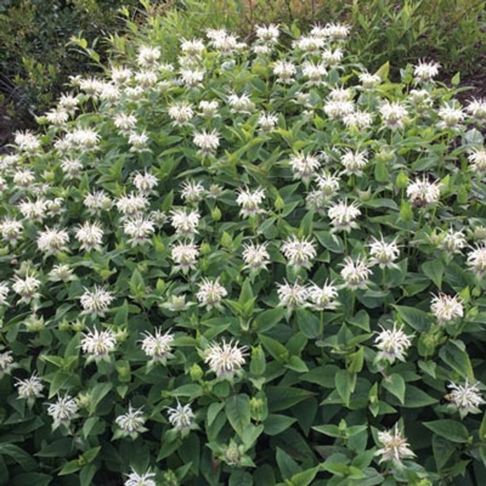 Bee Bright White Monarda - Monarda x 'Bee Bright PBR' from E.C. Brown's Nursery Bee Bright White Monarda - Monarda x 'Bee Bright PBR' from E.C. Brown's Nursery