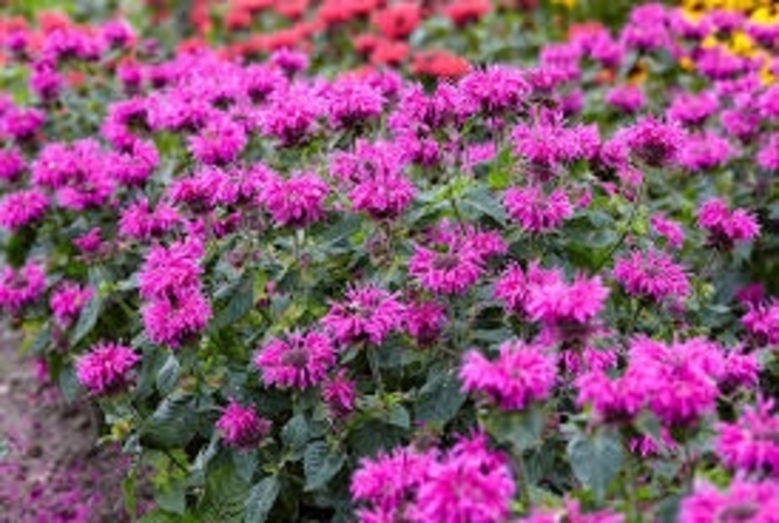Bee Free Purple Bee Balm - Monarda x 'Bee Free PBR' from E.C. Brown's Nursery Bee Free Purple Bee Balm - Monarda x 'Bee Free PBR' from E.C. Brown's Nursery