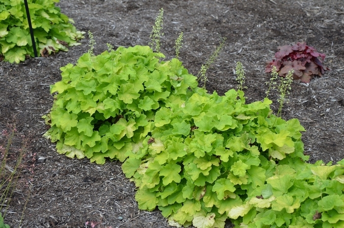 Citronella Coral Bells - Heuchera villosa 'Citronella' from E.C. Brown's Nursery Citronella Coral Bells - Heuchera villosa 'Citronella' from E.C. Brown's Nursery