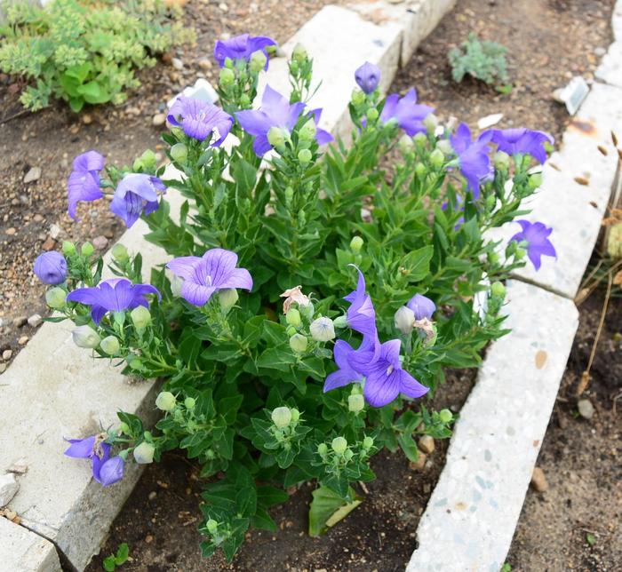 'Sentimental Blue' Balloon Flower - Platycodon grandiflorus from E.C. Brown's Nursery