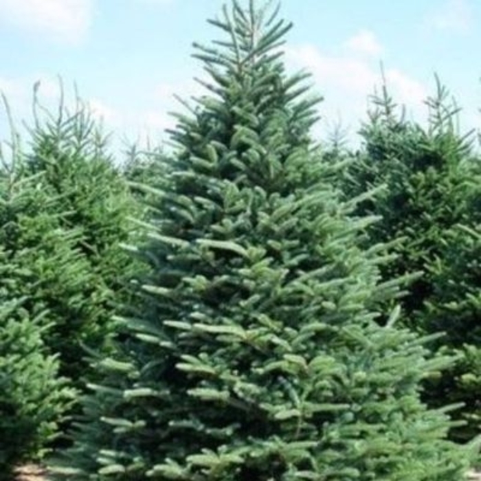 Frazer Fir - Abies fraseri from E.C. Brown's Nursery Frazer Fir - Abies fraseri from E.C. Brown's Nursery
