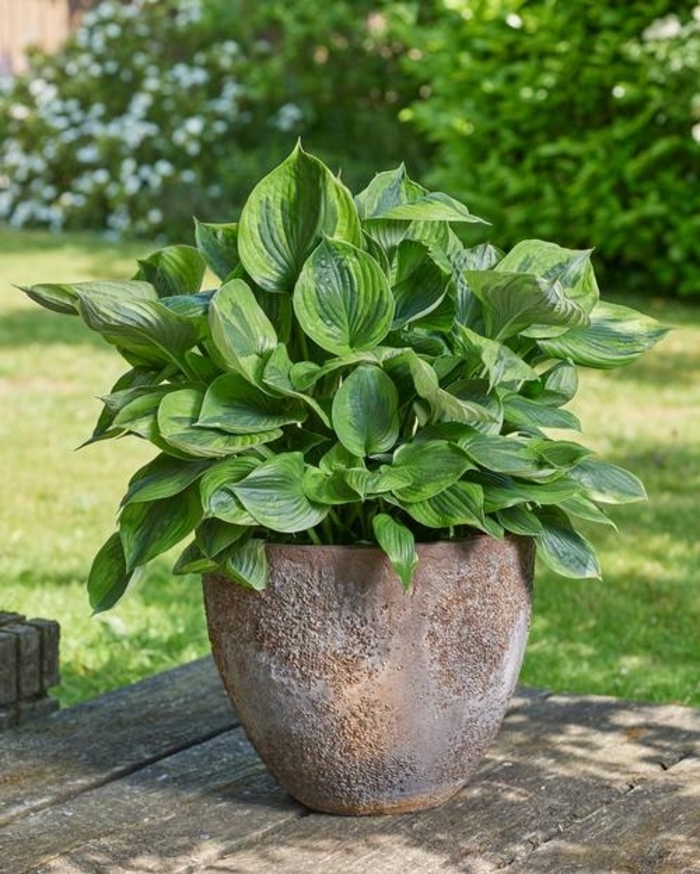 Green Patriot Hosta - Hosta x 'Green Patriot' from E.C. Brown's Nursery Green Patriot Hosta - Hosta x 'Green Patriot' from E.C. Brown's Nursery