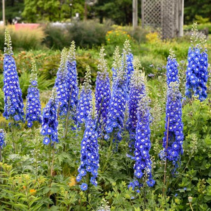 'Cobalt Dreams' Larkspur - Delphinium from E.C. Brown's Nursery 'Cobalt Dreams' Larkspur - Delphinium from E.C. Brown's Nursery