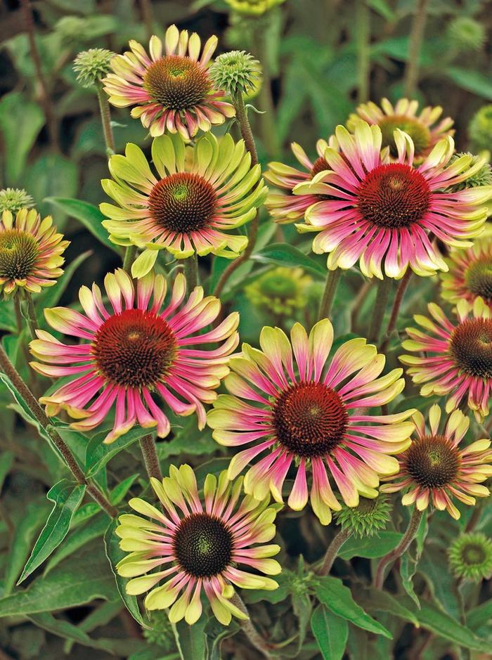 'Green Twister' Coneflower - Echinacea purpurea from E.C. Brown's Nursery 'Green Twister' Coneflower - Echinacea purpurea from E.C. Brown's Nursery