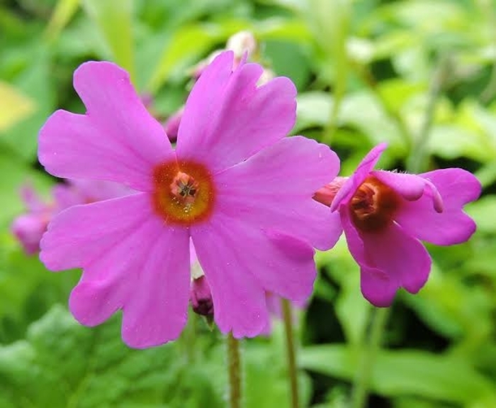 Pink Primula - Primula polyneura from E.C. Brown's Nursery Pink Primula - Primula polyneura from E.C. Brown's Nursery
