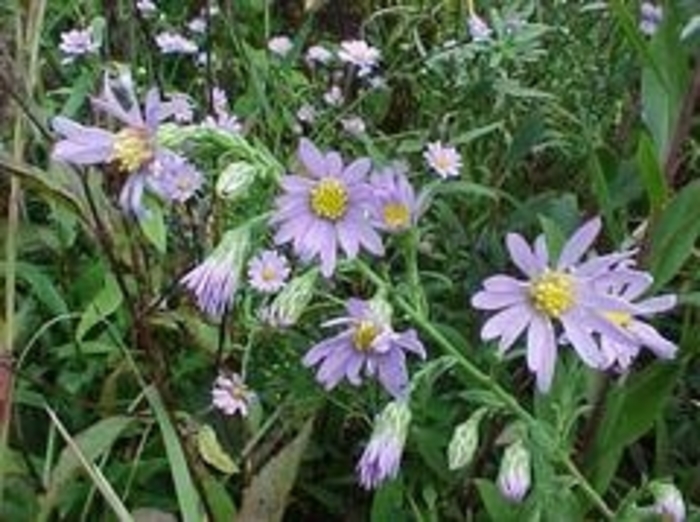 Smooth Blue Aster-local ecotype - Aster laevis from E.C. Brown's Nursery