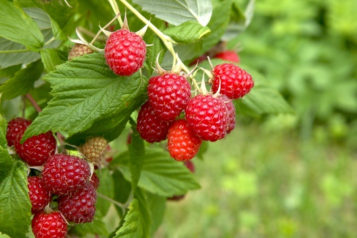 'Caroline' Raspberry - Rubus idaeus from E.C. Brown's Nursery