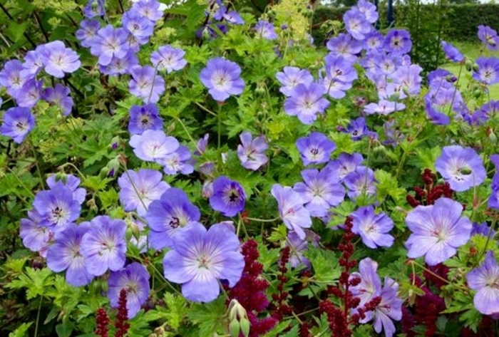 'Azure Rush®' Cranesbill - Geranium from E.C. Brown's Nursery 'Azure Rush®' Cranesbill - Geranium from E.C. Brown's Nursery