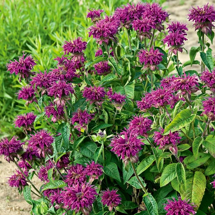 'Purple Rooster' Bee Balm - Monarda didyma from E.C. Brown's Nursery 'Purple Rooster' Bee Balm - Monarda didyma from E.C. Brown's Nursery