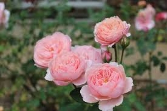 'The Alnwick Rose®' English Rose - Rosa from E.C. Brown's Nursery 'The Alnwick Rose®' English Rose - Rosa from E.C. Brown's Nursery