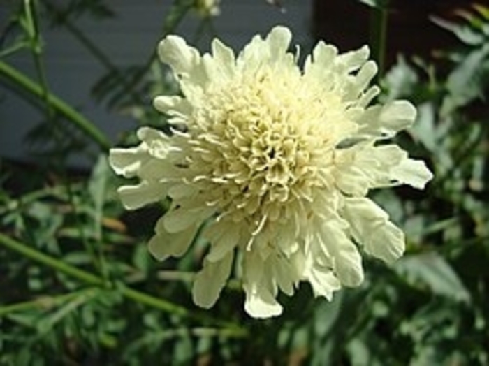 Giant Pincushion Flower - Cephalaria gigantea from E.C. Brown's Nursery Giant Pincushion Flower - Cephalaria gigantea from E.C. Brown's Nursery