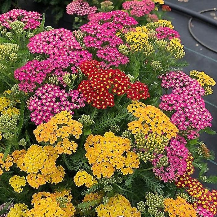 Milly Rock™ Trio - Achillea millefolium (Yarrow) from E.C. Brown's Nursery Milly Rock™ Trio - Achillea millefolium (Yarrow) from E.C. Brown's Nursery