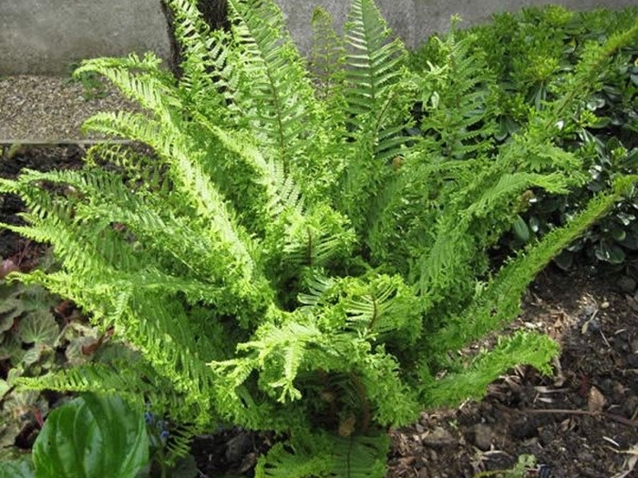 Cristata the King - Dryopteris affinis 'Cristata the King' from E.C. Brown's Nursery