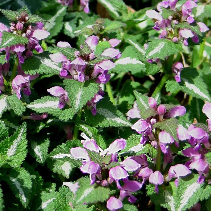 Spotted Dead Nettle - Lamium maculatum from E.C. Brown's Nursery Spotted Dead Nettle - Lamium maculatum from E.C. Brown's Nursery