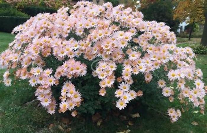 'Sheffield Pink' Chrysanthemum - Dendranthema from E.C. Brown's Nursery 'Sheffield Pink' Chrysanthemum - Dendranthema from E.C. Brown's Nursery