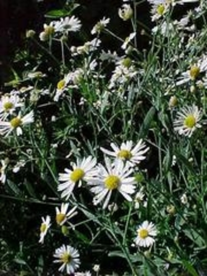 False aster - Boltonia asteroides from E.C. Brown's Nursery