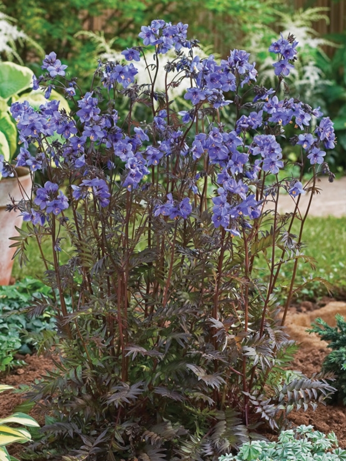 'Purple Rain' Jacob's Ladder - Polemonium yezoense var. hidakanum from E.C. Brown's Nursery 'Purple Rain' Jacob's Ladder - Polemonium yezoense var. hidakanum from E.C. Brown's Nursery