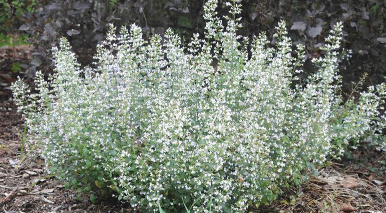 2021 Perennial Plant of the Year