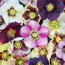 Hellebores