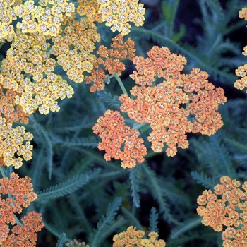 Achillea 'Terra Cotta' - Terra Cotta Yarrow