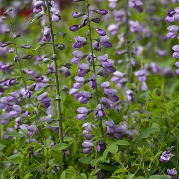 Aconitum napellus - Monkshood