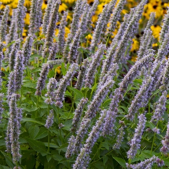 Agastache 'Blue Fortune' - Anise Hyssop