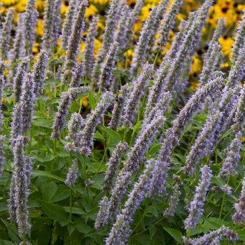 Agastache 'Blue Fortune' - Anise Hyssop