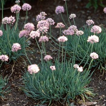 Allium senescens 'Glaucum' - Ornamental Onion