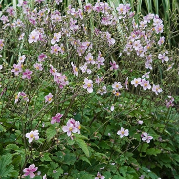 Anemone tomentosa 'Robustissima' - Anemone-Grape Leaf