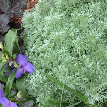 Artemisia schmidtiana - 'Silver Mound'