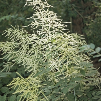 Aruncus x 'Horatio' - Horatio Goats Beard
