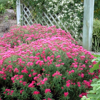 Aster novae-angliae 'Alma Potschke' - Aster-Hardy New England