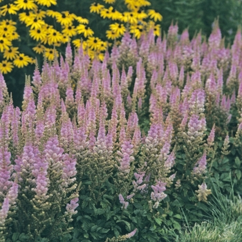 Astilbe chinensis 'Pumila' - Astilbe-Chinese Dwarf