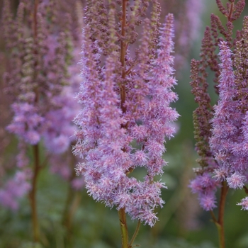 Astilbe chinensis 'Purple Candles (Purpurkerze)' - Astilbe-Chinese