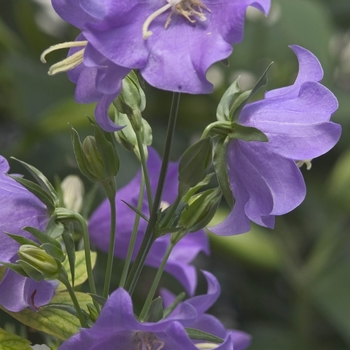 Campanula persicifolia 'Blue' (Bellflower-Peach-leaved) - Blue Bellflower-Peach-leaved