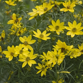 Coreopsis verticillata 'Zagreb' - Threadleaf Tickseed