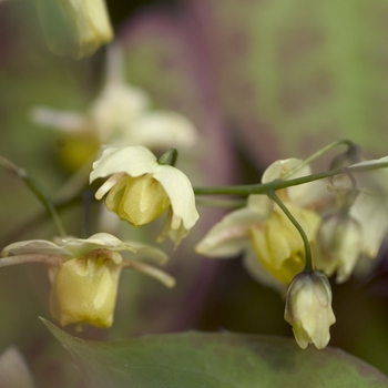 Epimedium x versicolor 'Sulphureum' - Bicolor Barrenwort