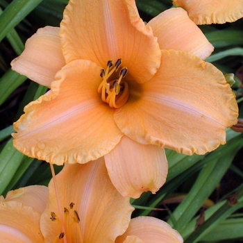 Hemerocallis 'Ruffled Apricot' - Daylily