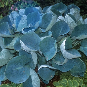 Hosta hybrid - 'Abiqua Drinking Gourd'