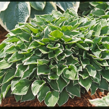 Hosta 'Allan P. McConnell' - Plantain-Lily