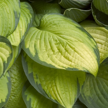 Hosta 'Gold Standard' - Plantain Lily