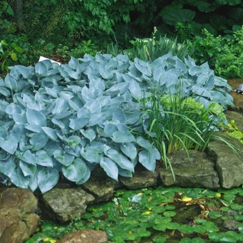 Hosta 'Halcyon' (Hosta, Plantain Lily) - Halcyon Hosta, Plantain Lily