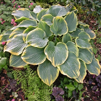 Hosta 'Sagae' - Plantain Lily