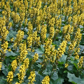 Ligularia stenocephala 'The Rocket' - Ligularia